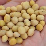 لوبیای سویا ماده اصلی تمپه