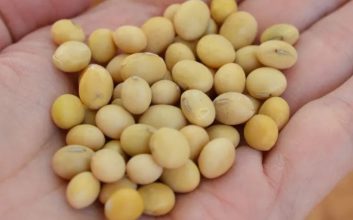 لوبیای سویا ماده اصلی تمپه