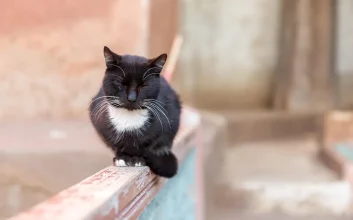  خرخرکردن گربه‌ها می‌تواند به ترمیم استخوان آن‌ها کمک کند