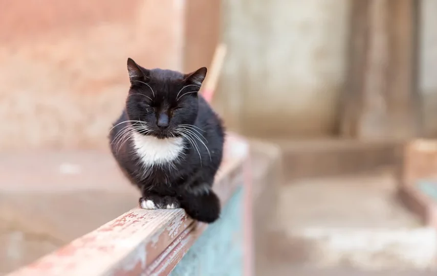  خرخرکردن گربه‌ها می‌تواند به ترمیم استخوان آن‌ها کمک کند