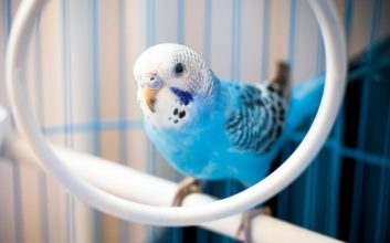 مرغ عشق با ساختار مغزی خاص، قادر به تولید صداهای انسانی است