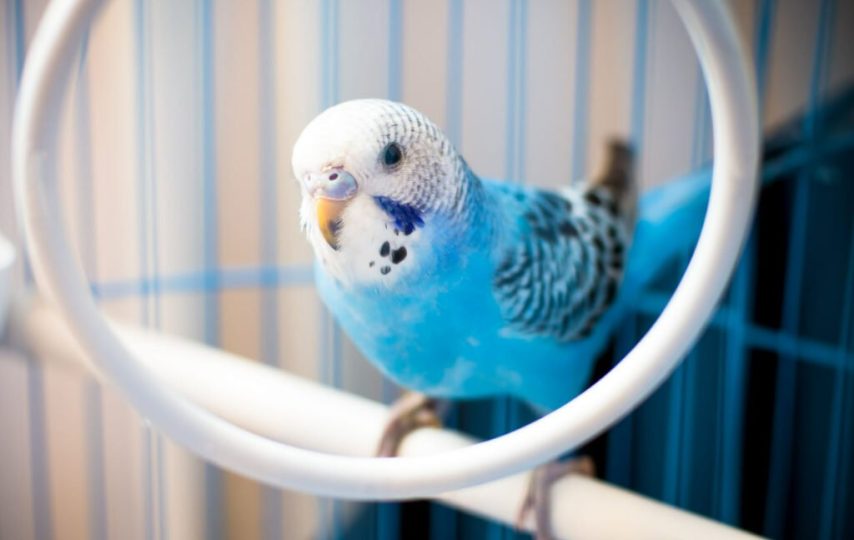 مرغ عشق با ساختار مغزی خاص، قادر به تولید صداهای انسانی است