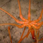 کشف عنکبوتی غول‌پیکر در اعماق اقیانوس منجمد جنوبی! + ویدیو