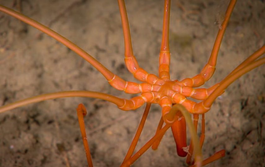 کشف عنکبوتی غول‌پیکر در اعماق اقیانوس منجمد جنوبی! + ویدیو