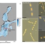 احیای جلبک‌ها
