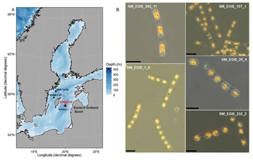 احیای جلبک‌ها