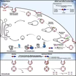 دانشمندان راهی تازه برای افزایش اثرگذاری داروهای سرطانی کشف کردند_دنیای تکنولوژی 2 اثرگذاری بیشتر داروهای سرطانی با پروتئین CD36