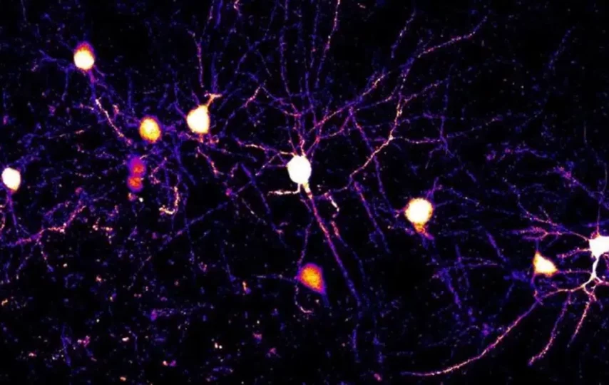 تصویر نورون‌ها و شاخه‌های آن‌ها به نام دندریت در قشر مغز موش