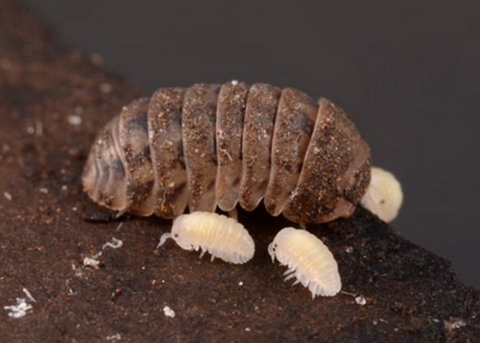 1745475945 734 تشخیص جای نیش حشرات گوناگون و نحوه درمان آن‌ها دنیای تکنولوژی