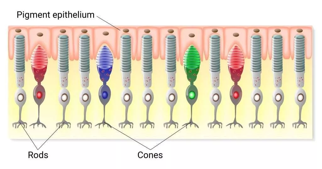 جادوی مغز و چشم انسان؛ رنگ بنفش ارغوانی فقطً ساخته تخیل ماست_دنیای تکنولوژی 6 رنگ ارغوانی در مغز انسان