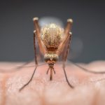 داروی مالاریا