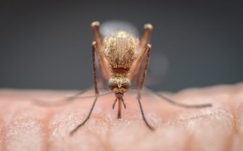 داروی مالاریا