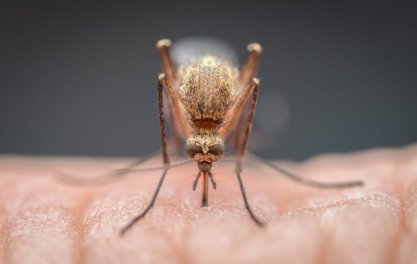 داروی مالاریا