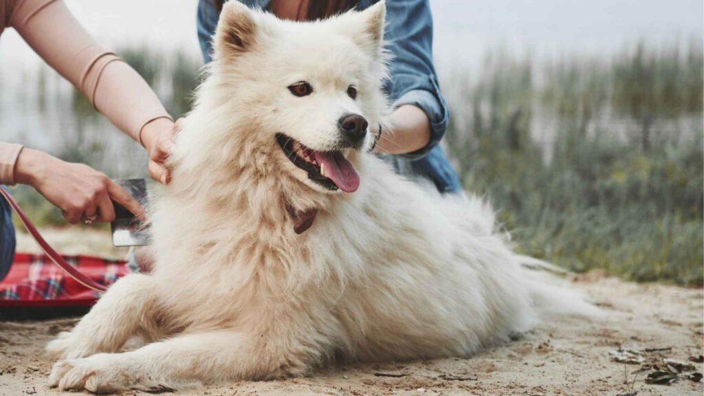 1746286594 793 سگ‌ها داخل مرحله تازه تکامل و اهلی‌سازی شده‌اند دنیای تکنولوژی