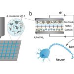 باتری جدید دانشمندان چینی با باکتری کار می‌کند؛ با قابلیت شارژ خودکار