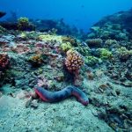 کف اقیانوس‌ها