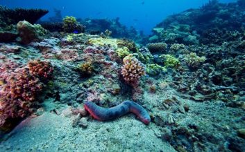 کف اقیانوس‌ها