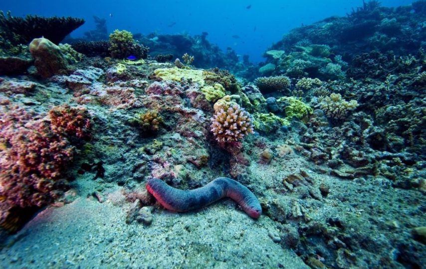 کف اقیانوس‌ها