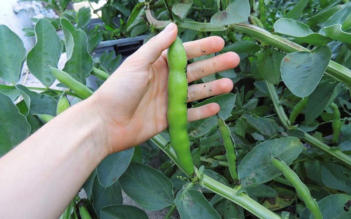 خواص باقلا و خواص باقلا پخته؛ ۶ خاصیت درمانی یکی از غنیترین منبع های فیبر_دنیای تکنولوژی 23 خواص باقلا - هشدارها