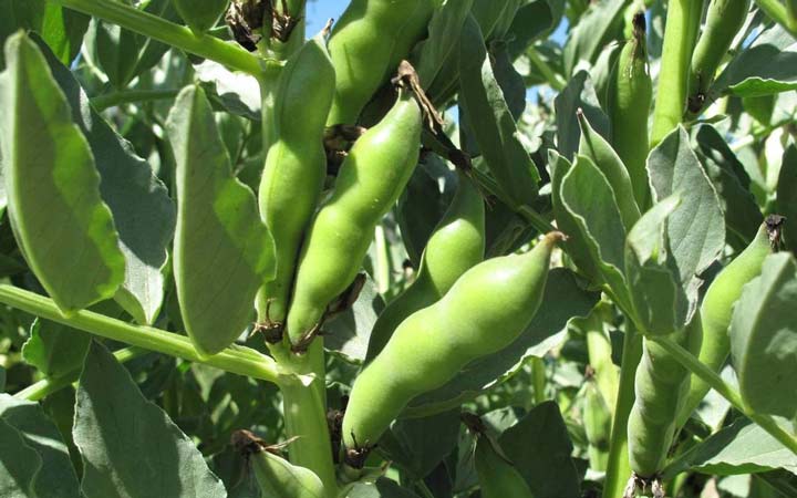 خواص باقلا و خواص باقلا پخته؛ ۶ خاصیت درمانی یکی از غنیترین منبع های فیبر_دنیای تکنولوژی 8 خواص باقلا - گیاه باقلا