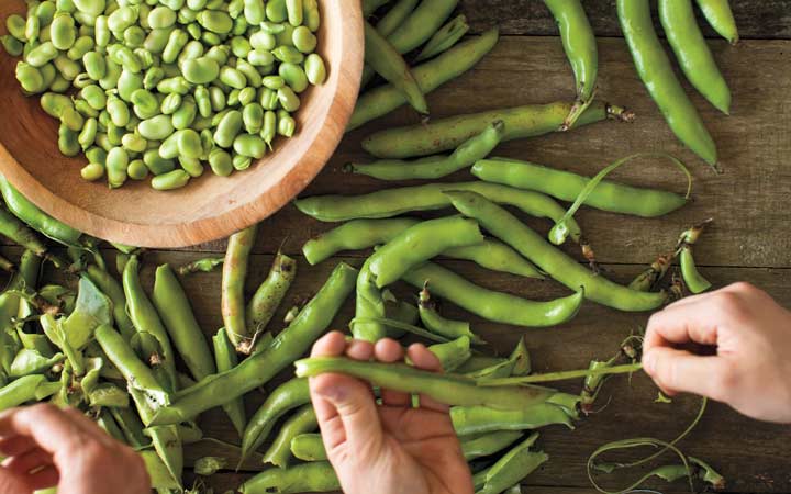 خواص باقلا و خواص باقلا پخته؛ ۶ خاصیت درمانی یکی از غنیترین منبع های فیبر_دنیای تکنولوژی 24 خواص باقلا - آماده کردن باقلا