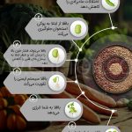 خواص باقلا و خواص باقلا پخته؛ ۶ خاصیت درمانی یکی از غنیترین منبع های فیبر_دنیای تکنولوژی 8 لیست خواص باقلا