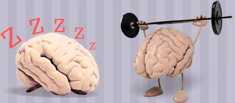 1747835921 675 انواع تیپ مغزی و تأثیر آن بر شخصیت ‌ تیپ.webp