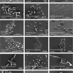 تصویر میکروب‌های تازه کشف شده در اتاق تمیز ناسا زیر میکروسکوپ الکترونی