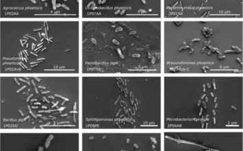 تصویر میکروب‌های تازه کشف شده در اتاق تمیز ناسا زیر میکروسکوپ الکترونی