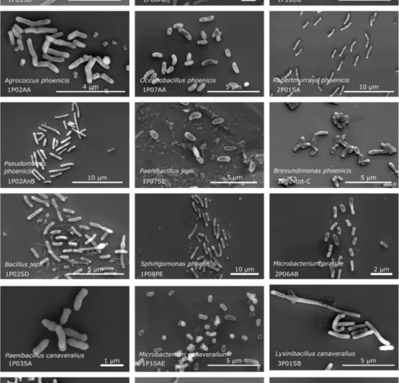 تصویر میکروب‌های تازه کشف شده در اتاق تمیز ناسا زیر میکروسکوپ الکترونی