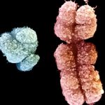 علت قد بلند مردان نسبت به زنان