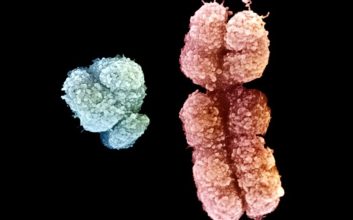 علت قد بلند مردان نسبت به زنان