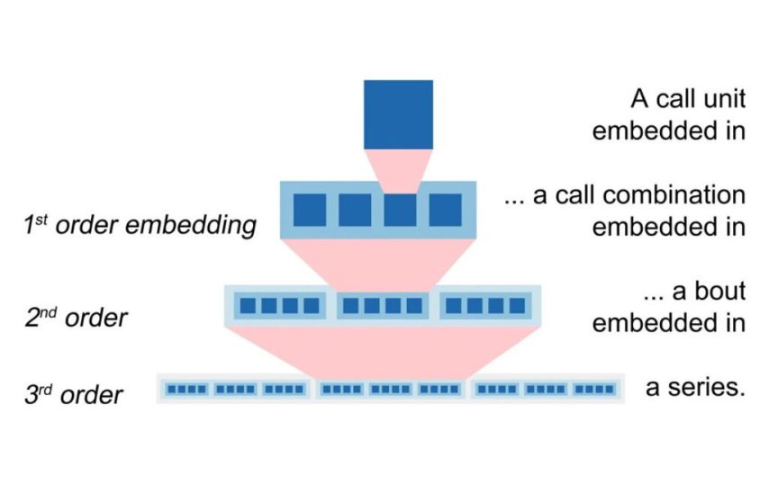 اورانگوتان‌ها