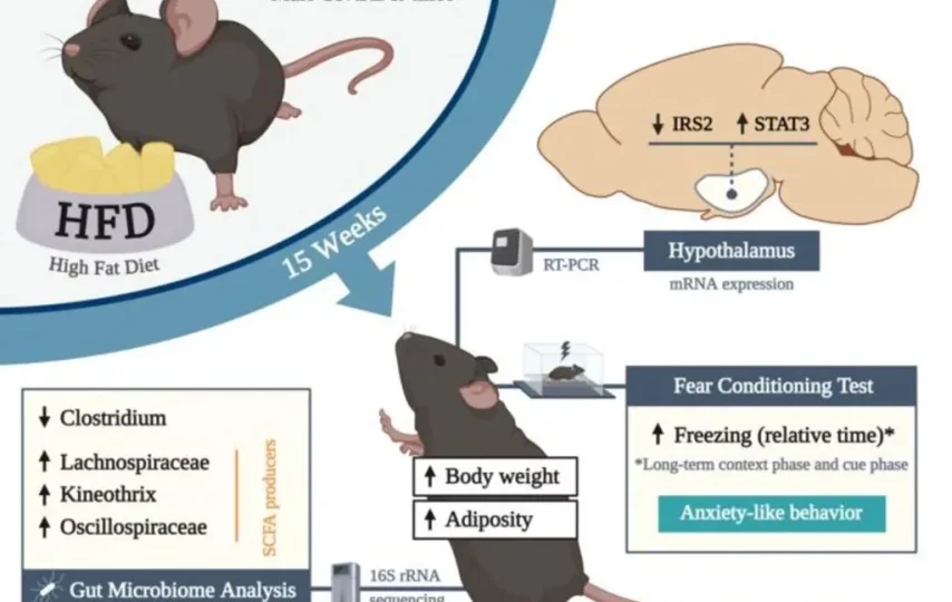 پژوهش جدید رابطه میان افزایش وزن و اضطراب را کشف کرد