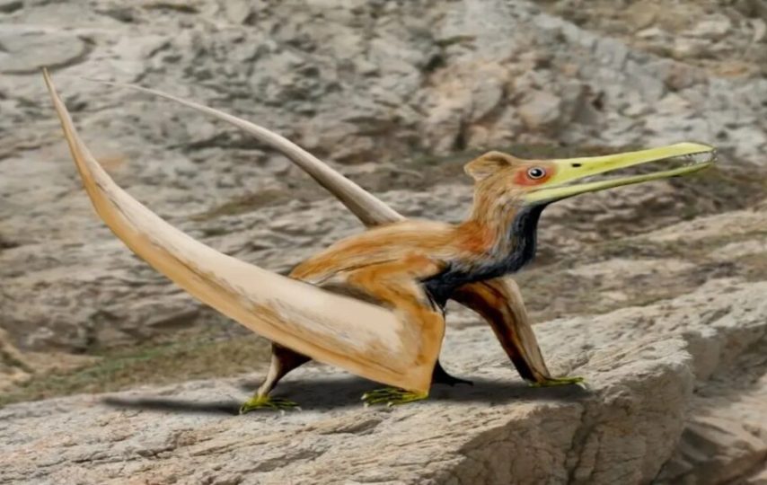 کشف خزنده بال‌دار در ژاپن