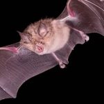 کشف ویروس های تازه و قابل انتقال به انسان در خفاش های چین_دنیای تکنولوژی 8 کشف ویروس های جدید و قابل انتقال به انسان در خفاش های چین