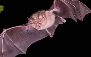 کشف ویروس های جدید و قابل انتقال به انسان در خفاش های چین
