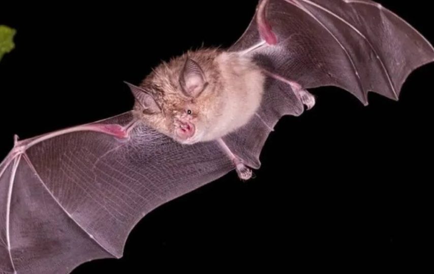 کشف ویروس های جدید و قابل انتقال به انسان در خفاش های چین