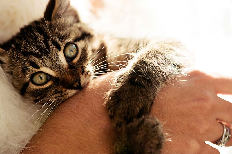 بغل کردن گربه