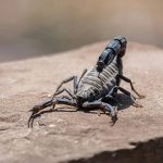 کشف مولکولی در زهر عقرب آمازونی با قابلیت نابودسازی سرطان پستان_دنیای تکنولوژی 6 کشف مولکولی در زهر عقرب آمازونی با قابلیت نابودسازی سرطان پستان