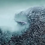 برندگان مسابقه عکاسی هوایی ۲۰۲۵ معارفه شدند؛ از نهنگ گوژپشت تا آتشفشان ایسلند_دنیای تکنولوژی 2 برندگان مسابقه عکاسی هوایی ۲۰۲۵ معرفی شدند؛ از نهنگ گوژپشت تا آتشفشان ایسلند