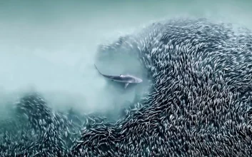 برندگان مسابقه عکاسی هوایی ۲۰۲۵ معرفی شدند؛ از نهنگ گوژپشت تا آتشفشان ایسلند