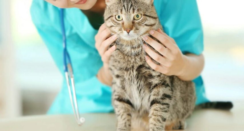 درمان‌های آماده با سلول‌های بنیادی برای حیوانات خانگی در راه است!