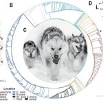 قدیمی‌ترین نژاد سگ اهلی