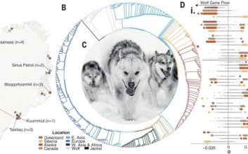 قدیمی‌ترین نژاد سگ اهلی