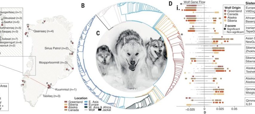 قدیمی‌ترین نژاد سگ اهلی