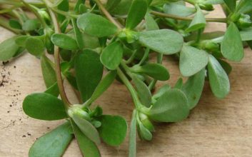 خواص خرفه - خرفه از سبزیجات برگ سبز است که می‌ توان آن را به‌ شکل خام یا پخته مصرف کرد.