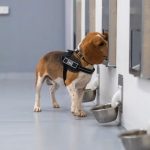 تشخیص سرطان با دقت 94 درصدی توسط سگ‌ها و هوش مصنوعی