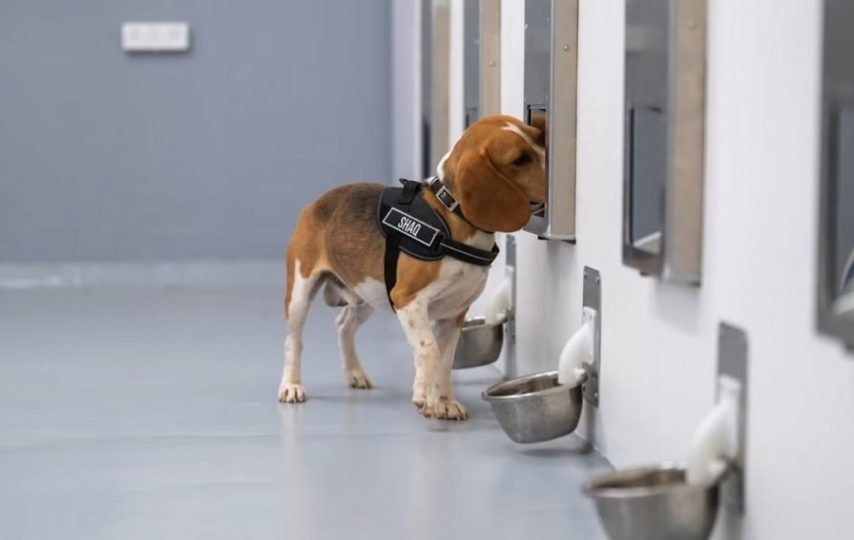 تشخیص سرطان با دقت 94 درصدی توسط سگ‌ها و هوش مصنوعی